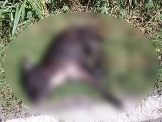 La agresión fue tan brutal que el animal murió en plena vía pública