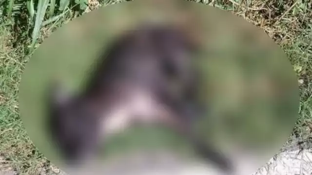 La agresión fue tan brutal que el animal murió en plena vía pública