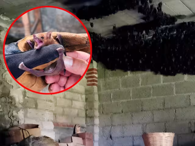 Se cree que el lugar podría estar funcionando como refugio temporal durante su etapa reproductiva