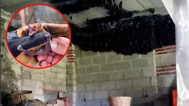 Se cree que el lugar podría estar funcionando como refugio temporal durante su etapa reproductiva