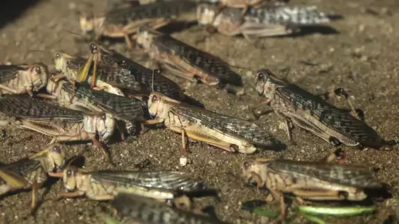 Las plagas de langostas, registradas dos veces por año en el estado de Yucatán representan una grave amenaza para el sector agropecuario Las plagas de langostas, registradas dos veces por año en el estado de Yucatán representan una grave amenaza para el sector agropecuario