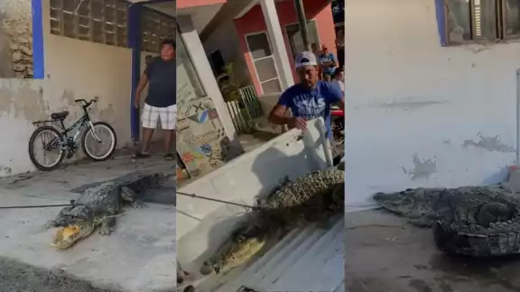 Cocodrilo de más de 2 metros de largo, entró a un hogar asustando a sus habitantes Cocodrilo de más de 2 metros de largo, entró a un hogar asustando a sus habitantes