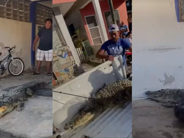 Cocodrilo de más de 2 metros de largo, entró a un hogar asustando a sus habitantes
