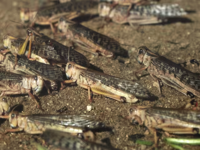 Las plagas de langostas, registradas dos veces por año en el estado de Yucatán representan una grave amenaza para el sector agropecuario