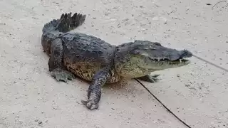 El susto de sus vidas: Cocodrilo ingresa a vivienda y sorprende  a familia de Río Lagartos    