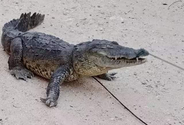 Tan solo en los últimos tres meses se han registrado al menos cuatro incidentes con cocodrilos en predios habitacionales