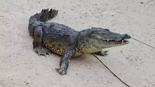 Tan solo en los últimos tres meses se han registrado al menos cuatro incidentes con cocodrilos en predios habitacionales