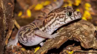 A pesar de su llamativo color, no es venenoso ni representa peligro