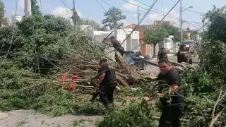 Árbol caído    en el poniente de Mérida afecta cables  de luz y telefonía: SSP retira  restos    