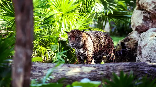 Los jaguares tuvieron que comenzar a movilizarse para alimentarse y poder sobrevivir