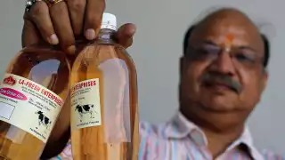 Orina de vaca embotellada, el producto 'medicinal' más vendido en India