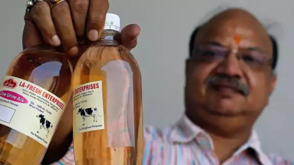 En India venden orina de vaca embotellada como producto medicinal