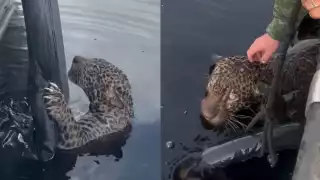 Policía Militar del Amazonas rescata a un jaguar baleado que nadaba en el Río Negro