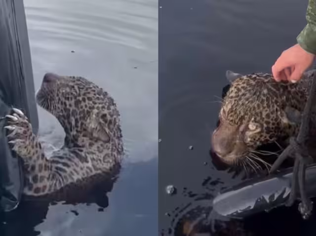 Hasta el momento se desconoce la identidad del responsable de atentar contra el animal