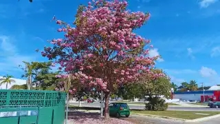 Maculís embellecen con su color rosado a Campeche: ¿Cuándo caen sus  flores? Lo que debes saber