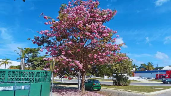 Los maculís en Campeche son conocidos por su floración rosada y su nombre oficial es Tabebuia rosea Los maculís en Campeche son conocidos por su floración rosada y su nombre oficial es Tabebuia rosea