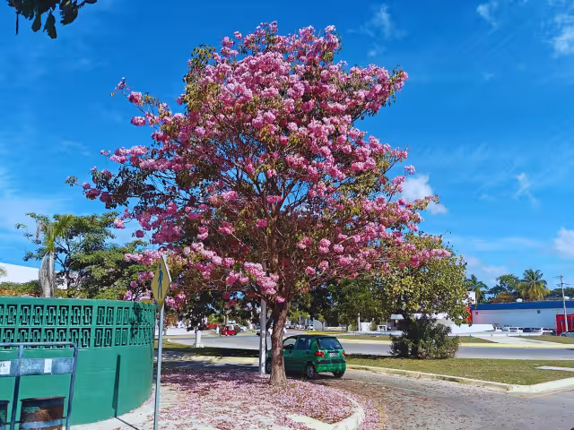 Los maculís en Campeche son conocidos por su floración rosada y su nombre oficial es Tabebuia rosea