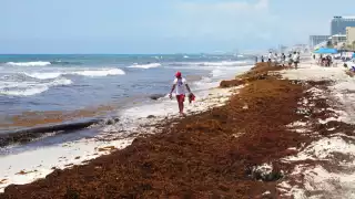 En lo que va del  año, más de 80 mil toneladas de  sargazo han sido recolectadas en playas del estado