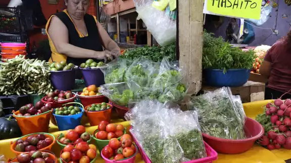 Milpa maya, vital para los mercados de Mérida, busca su día oficial y protección estatal Milpa maya, vital para los mercados de Mérida, busca su día oficial y protección estatal