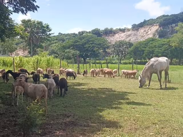 Calentamiento global, problema que enfrentan ganaderos