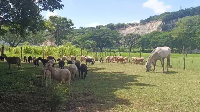Calentamiento global, problema que enfrentan ganaderos