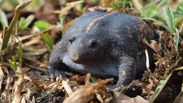 El sapo borracho es un anfibio misterioso que habita en Yucatán