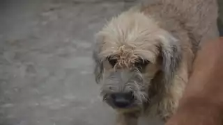 Quintana Roo registra más de 80 denuncias por maltrato animal en 2024