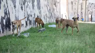 Alito Moreno  tendrá carpeta de investigación por envenenamiento de perros en Campeche    