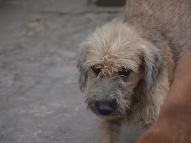 Quintana Roo registra más de 80 denuncias por maltrato animal en 2024