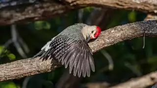   Pájaro carpintero es captado "abrazando" un árbol en Yucatán   