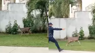 Venado llega a la zona urbana, pero lo rescatan en Playa del Carmen