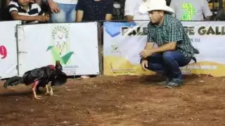 Galleros piden una nueva legislatura que retome la Ley de Protección y Bienestar Animal