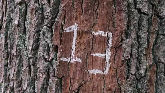 Este es el significado del viernes 13 en la numerología
