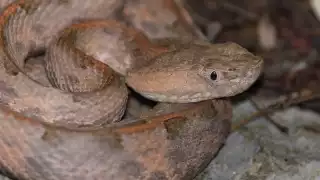 Esta nauyaca es la especie de serpiente venenosa más pequeña de la región
