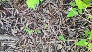 Preocupa a productores brote de ninfas adultas en Champotón