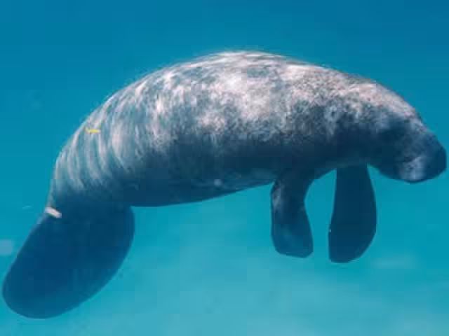 Manatíes muertos han causado procupación entre la ciudadanía.