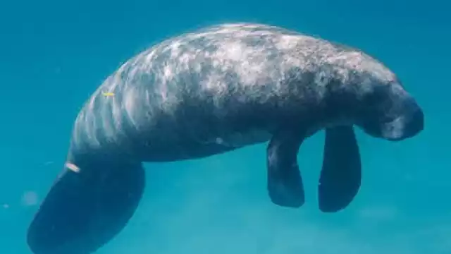 Manatíes muertos han causado procupación entre la ciudadanía.