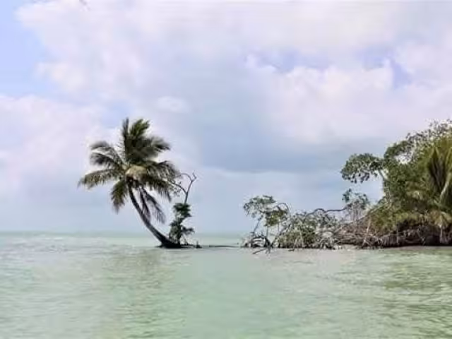 Captan presencia de delfines en la bahía de Chetumal