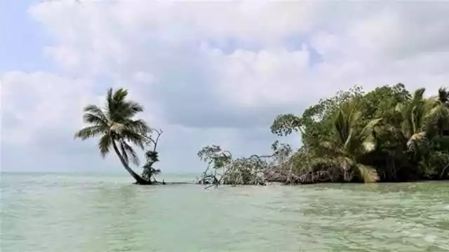 Captan presencia de delfines en la bahía de Chetumal