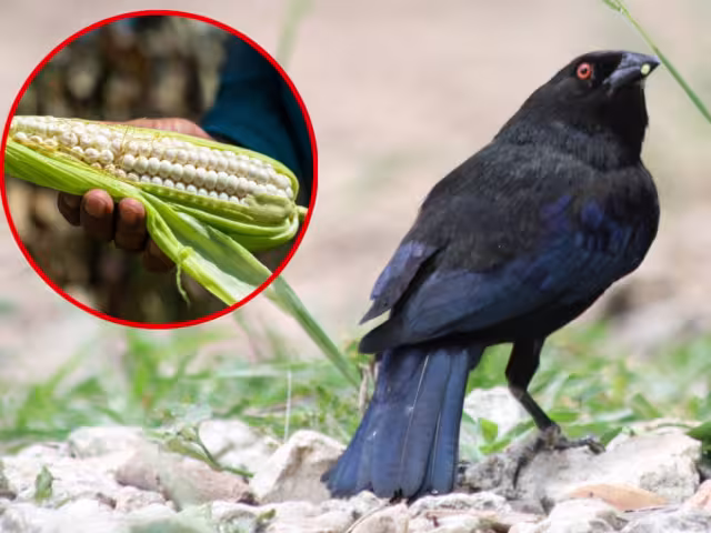 Debido a la exposición al fuego, sus plumas se volvieron grises y sus ojos se tornaron rojos