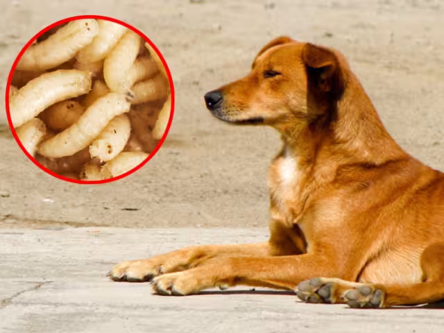 Hasta el momento el Gobierno del Estado no ha emitido un pronunciamiento oficial