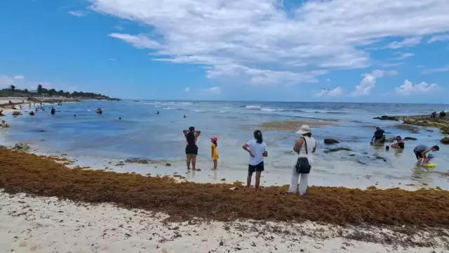 El sargao n o detuvo a los bañistas de disfrutar del agua y de la arena