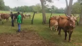 Realizan cateo por ganado robado en Chicbul, Campeche