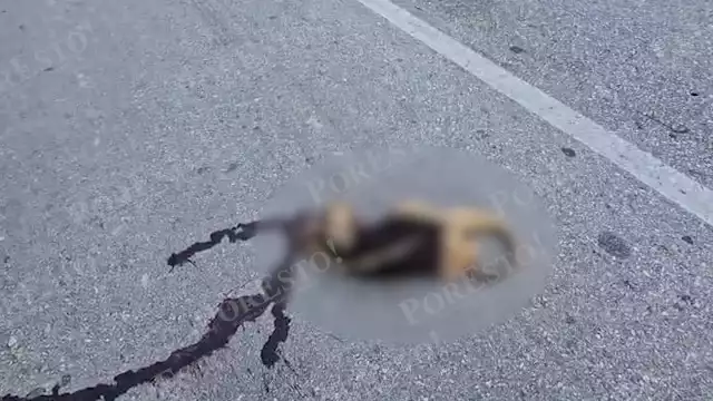 Fauna silvestre en riesgo: oso hormiguero arrollado en Campeche