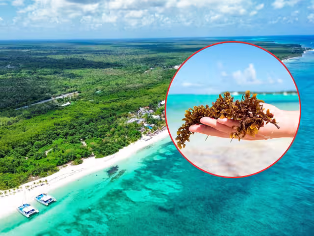 Hasta el momento no se han registrado rastro de macroalga