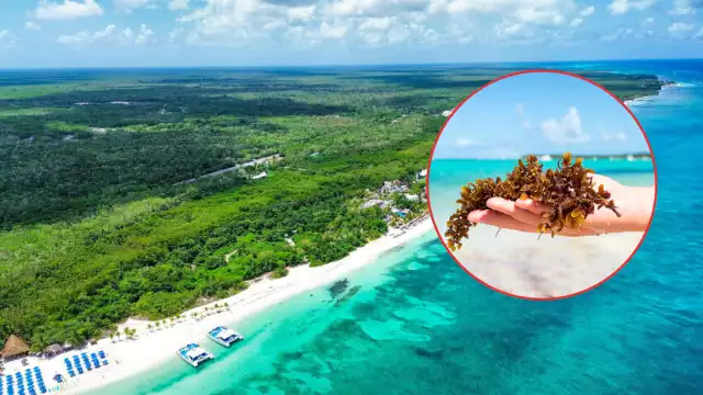 Hasta el momento no se han registrado rastro de macroalga