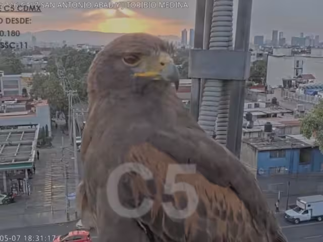 La aguililla de harris es una especie que se ha adaptado bien al ambiente urbanizado de la CDMX