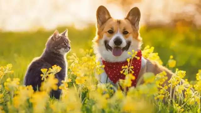 El evento de recaudación solo estará disponible hoy lunes 17 de febrero