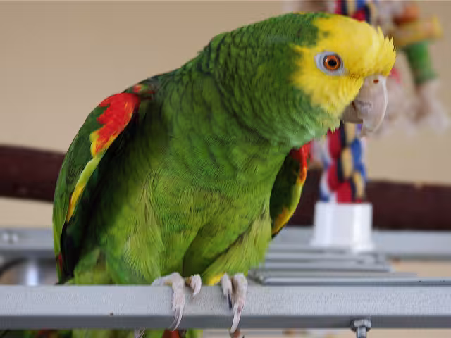 En México loros, pericos y guacamayas enfrentan múltiples amenazas