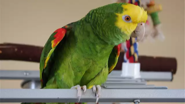 En México loros, pericos y guacamayas enfrentan múltiples amenazas